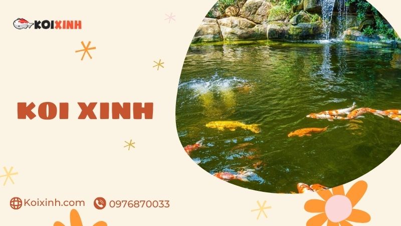 Quảng Ninh Dịch Vụ Thiết Kế, Thi Công Hồ Cá Koi Uy Tín – Giá Rẻ, Bảo Hành Dài Hạn – Gọi 0976870033