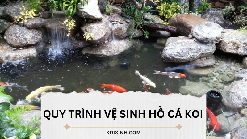 Quy Trình Vệ Sinh Hồ Cá Koi Chuẩn Chỉ