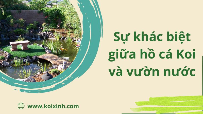Sự Khác Biệt Giữa Hồ Cá Koi Và Vườn Nước Là Gì