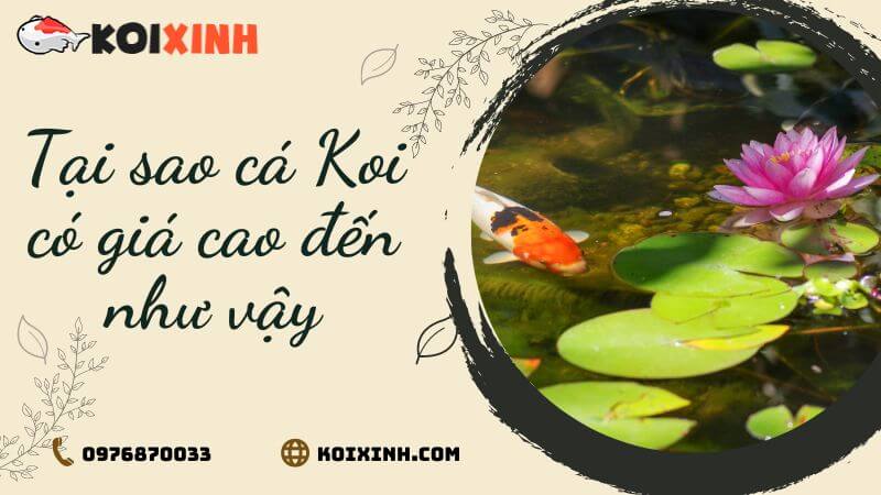 Tại Sao Cá Koi Có Giá Cao đến Như Vậy