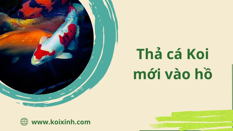 Thả Cá Koi Mới Vào Hồ