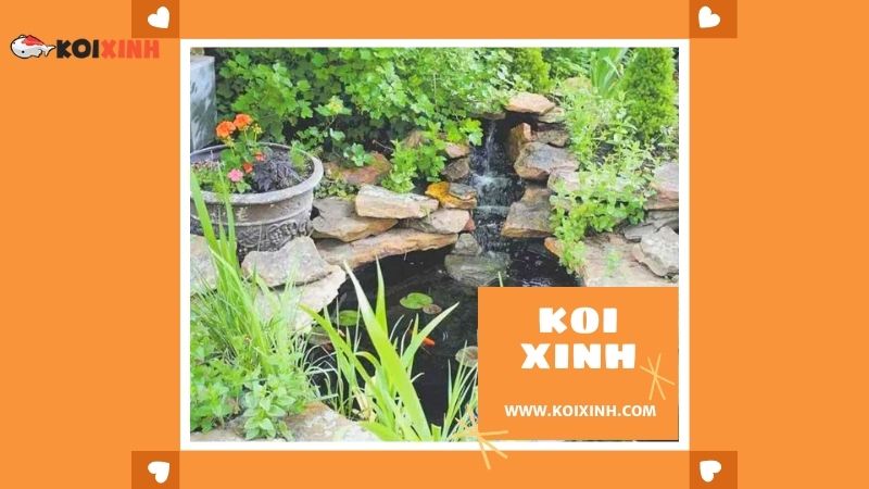 Thái Nguyên Thi Công Hồ Koi Nhật Bản Giá Rẻ, Bảo Hành Dài Hạn – Gọi 0976870033