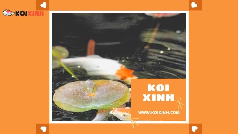 Thái Nguyên Thi Công Hồ Koi Nhật Bản Giá Rẻ, Bảo Hành Dài Hạn – Gọi 0976870033