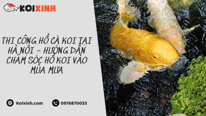Thi Công Hồ Cá Koi Tại Hà Nội – Hướng Dẫn Chăm Sóc Hồ Koi Vào Mùa Mưa Thi Công Hồ Cá Koi Tại Hà Nội – Hướng Dẫn Chăm Sóc Hồ Koi Vào Mùa Mưa