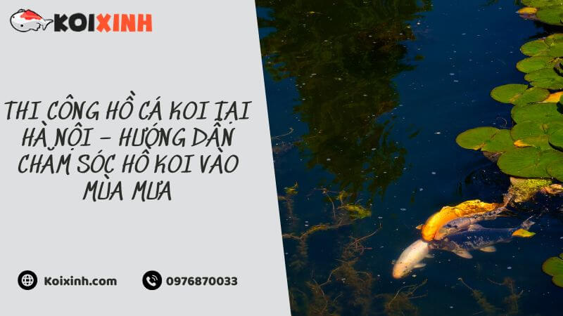 Thi Công Hồ Cá Koi Tại Hà Nội – Hướng Dẫn Chăm Sóc Hồ Koi Vào Mùa Mưa Thi Công Hồ Cá Koi Tại Hà Nội – Hướng Dẫn Chăm Sóc Hồ Koi Vào Mùa Mưa