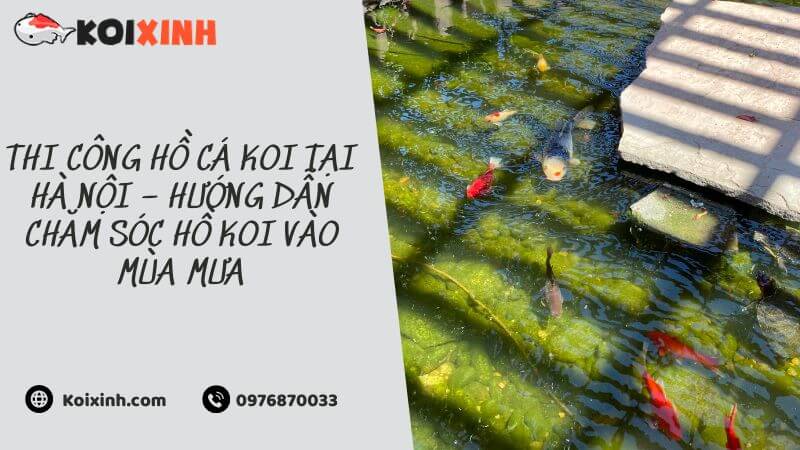 Thi Công Hồ Cá Koi Tại Hà Nội – Hướng Dẫn Chăm Sóc Hồ Koi Vào Mùa Mưa