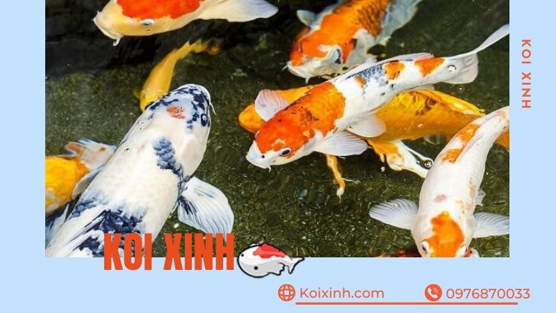 Thi Công Hồ Cá Koi Tại Sơn La Giá Rẻ, Uy Tín – Bảo Hành Dài Hạn – Hotline: 0976870033  Thi Công Hồ Cá Koi Tại Sơn La Giá Rẻ, Uy Tín – Bảo Hành Dài Hạn – Hotline: 0976870033