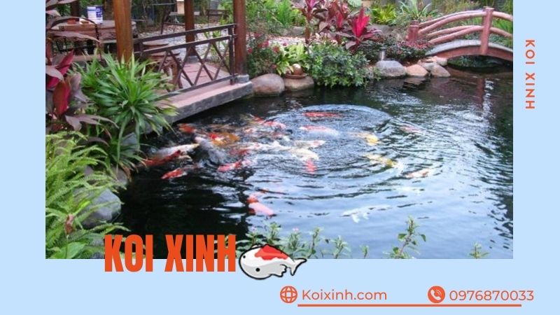 Thi Công Hồ Cá Koi Tại Sơn La Giá Rẻ, Uy Tín – Bảo Hành Dài Hạn – Hotline: 0976870033  Thi Công Hồ Cá Koi Tại Sơn La Giá Rẻ, Uy Tín – Bảo Hành Dài Hạn – Hotline: 0976870033