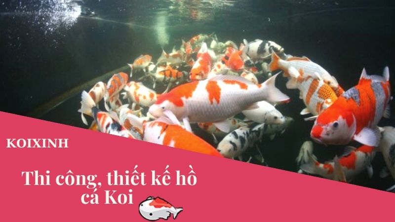 Thi Công, Thiết Kế Hồ Cá Koi – Cách Chăm Sóc Hồ Cá Koi Trở Nên Siêu đẹp