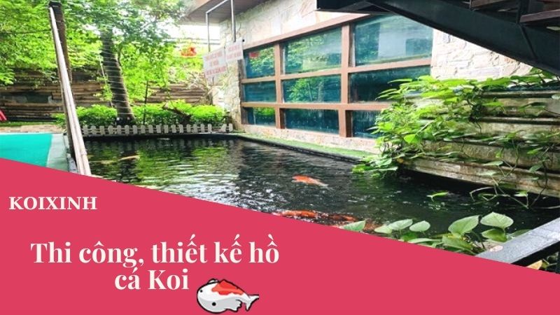 Thi Công, Thiết Kế Hồ Cá Koi – Cách Chăm Sóc Hồ Cá Koi Trở Nên Siêu đẹp