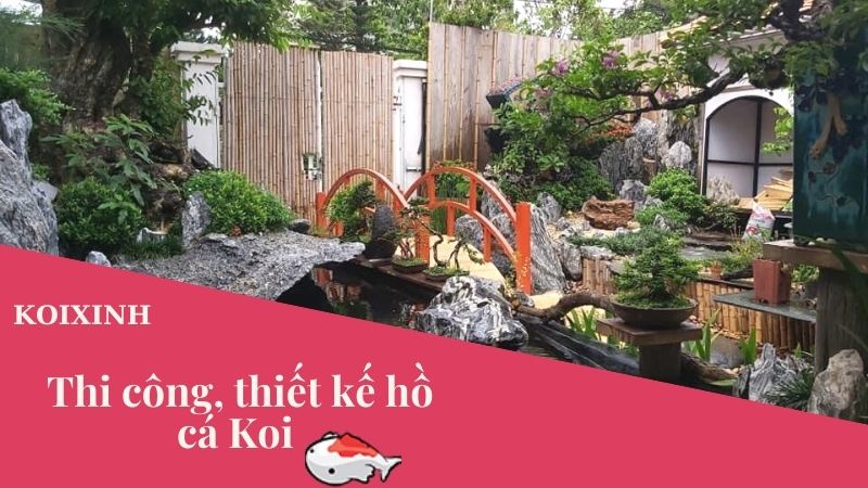 Thi Công, Thiết Kế Hồ Cá Koi – Cách Chăm Sóc Hồ Cá Koi Trở Nên Siêu đẹp