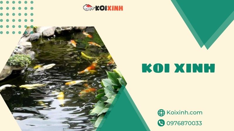 Thi Công Thiết Kế Hồ Cá Koi Hà Nội Uy Tín, Bảo Hành – Gọi 0976870033 Thi Công Thiết Kế Hồ Cá Koi Hà Nội Uy Tín, Bảo Hành – Gọi 0976870033