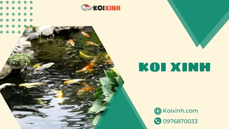 Thi Công Thiết Kế Hồ Cá Koi Hà Nội Uy Tín, Bảo Hành – Gọi 0976870033