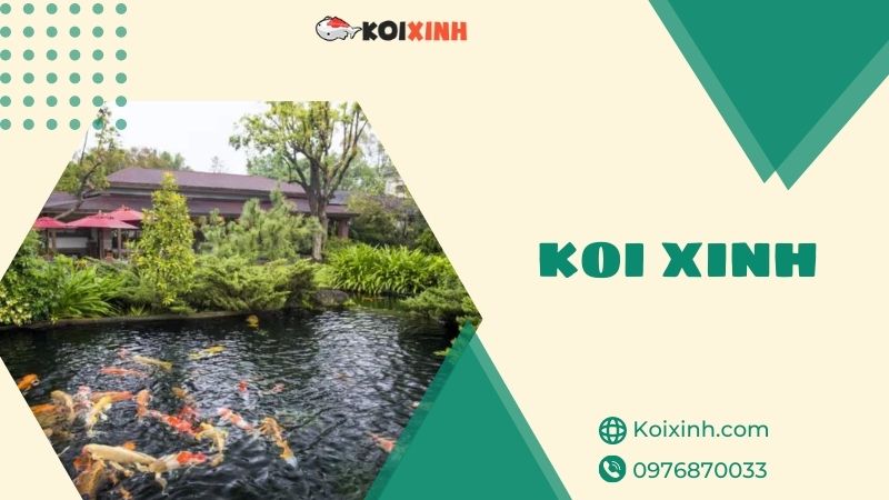 Thi Công Thiết Kế Hồ Cá Koi Hà Nội Uy Tín, Bảo Hành – Gọi 0976870033