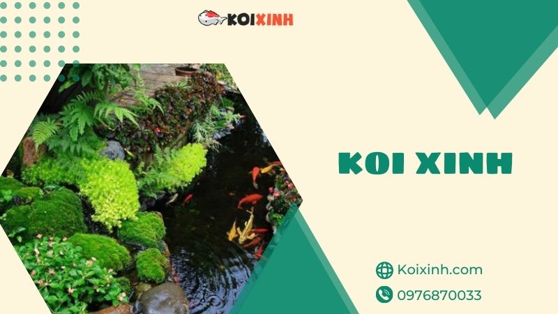 Thi Công Thiết Kế Hồ Cá Koi Hà Nội Uy Tín, Bảo Hành – Gọi 0976870033