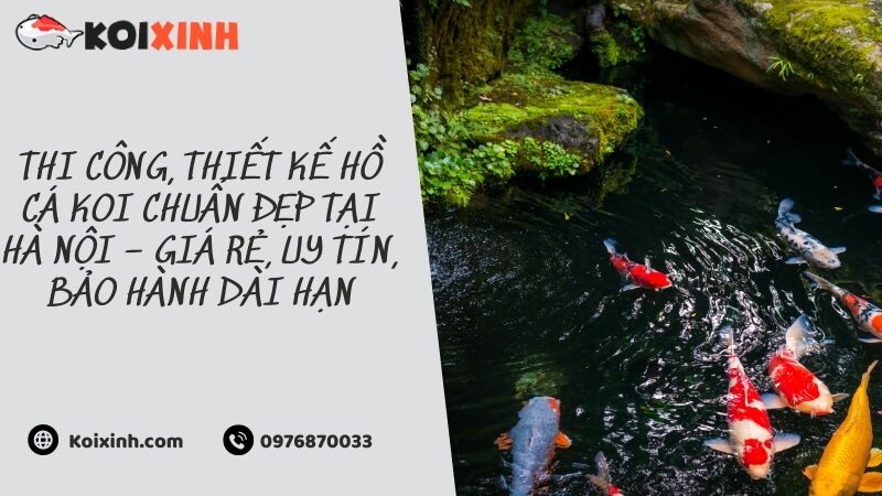 Thi Công, Thiết Kế Hồ Cá Koi Chuẩn đẹp Tại Hà Nội – Giá Rẻ, Uy Tín, Bảo Hành Dài Hạn Thi Công, Thiết Kế Hồ Cá Koi Chuẩn đẹp Tại Hà Nội – Giá Rẻ, Uy Tín, Bảo Hành Dài Hạn