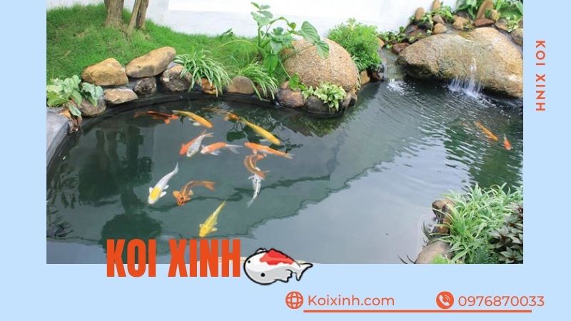 Thi Công, Thiết Kế Hồ Cá Koi Tại Phú Thọ – Bảo Hành Dài Hạn – Hotline: 0976870033 