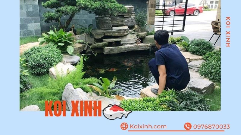 Thi Công, Thiết Kế Hồ Cá Koi Tại Phú Thọ – Bảo Hành Dài Hạn – Hotline: 0976870033 