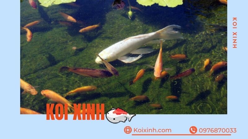 Thi Công, Thiết Kế Hồ Cá Koi Tại Phú Thọ – Bảo Hành Dài Hạn – Hotline: 0976870033 