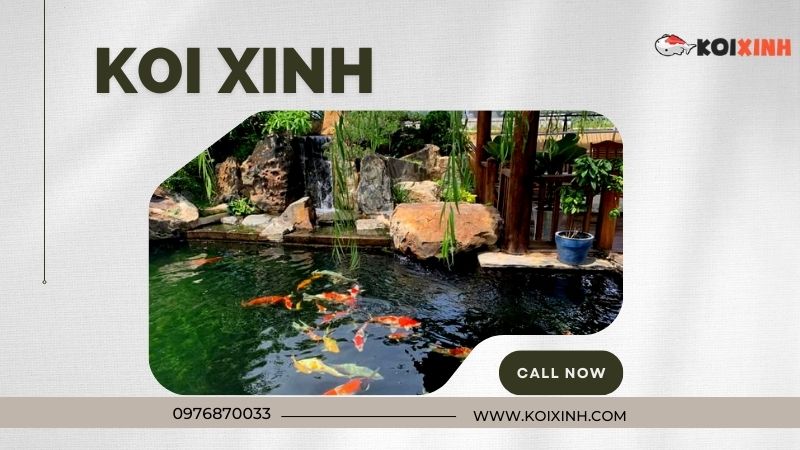 Thi Công Thiết Kế Hồ Cá Koi Tiêu Chuẩn Uy Tín Tại Hà Nội – Gọi 0976870033 Thi Công Thiết Kế Hồ Cá Koi Tiêu Chuẩn Uy Tín Tại Hà Nội – Gọi 0976870033