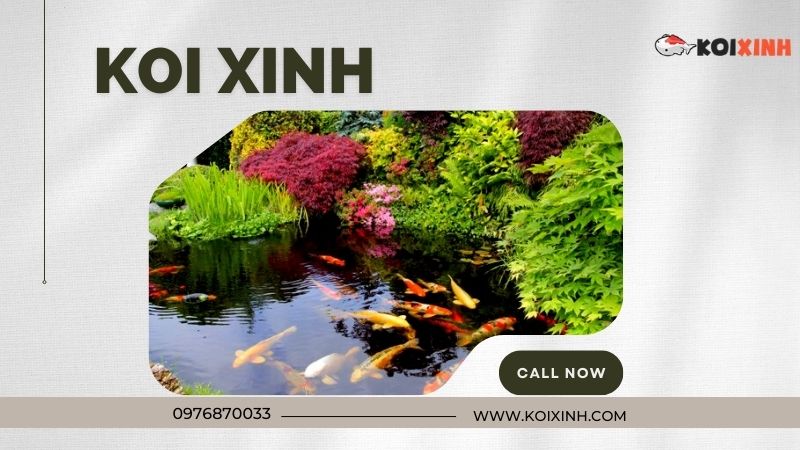 Thi Công Thiết Kế Hồ Cá Koi Tiêu Chuẩn Uy Tín Tại Hà Nội – Gọi 0976870033 Thi Công Thiết Kế Hồ Cá Koi Tiêu Chuẩn Uy Tín Tại Hà Nội – Gọi 0976870033