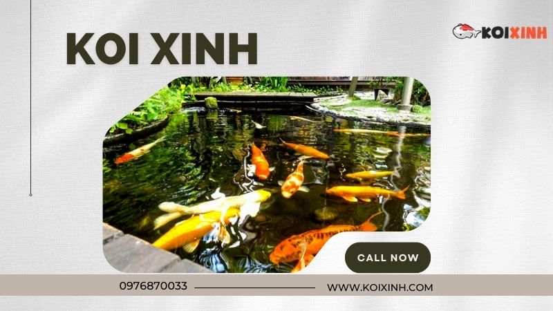 Thi Công Thiết Kế Hồ Cá Koi Tiêu Chuẩn Uy Tín Tại Hà Nội – Gọi 0976870033 Thi Công Thiết Kế Hồ Cá Koi Tiêu Chuẩn Uy Tín Tại Hà Nội – Gọi 0976870033