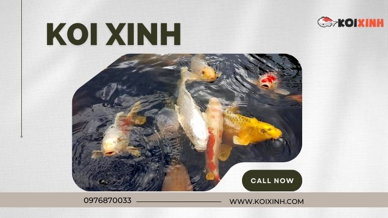 Thi Công Thiết Kế Hồ Cá Koi Tiêu Chuẩn Uy Tín Tại Hà Nội – Gọi 0976870033 Thi Công Thiết Kế Hồ Cá Koi Tiêu Chuẩn Uy Tín Tại Hà Nội – Gọi 0976870033