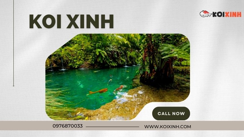Thi Công Thiết Kế Hồ Cá Koi Tiêu Chuẩn Uy Tín Tại Hà Nội – Gọi 0976870033 Thi Công Thiết Kế Hồ Cá Koi Tiêu Chuẩn Uy Tín Tại Hà Nội – Gọi 0976870033
