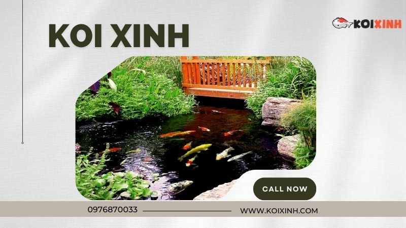 Thi Công Thiết Kế Hồ Cá Koi Tiêu Chuẩn Uy Tín Tại Hà Nội – Gọi 0976870033 Thi Công Thiết Kế Hồ Cá Koi Tiêu Chuẩn Uy Tín Tại Hà Nội – Gọi 0976870033