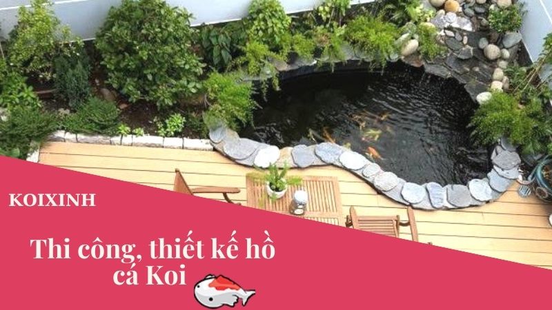 Thi Công, Thiết Kế Hồ Cá Koi – Cách Chăm Sóc Hồ Cá Koi Trở Nên Siêu đẹp