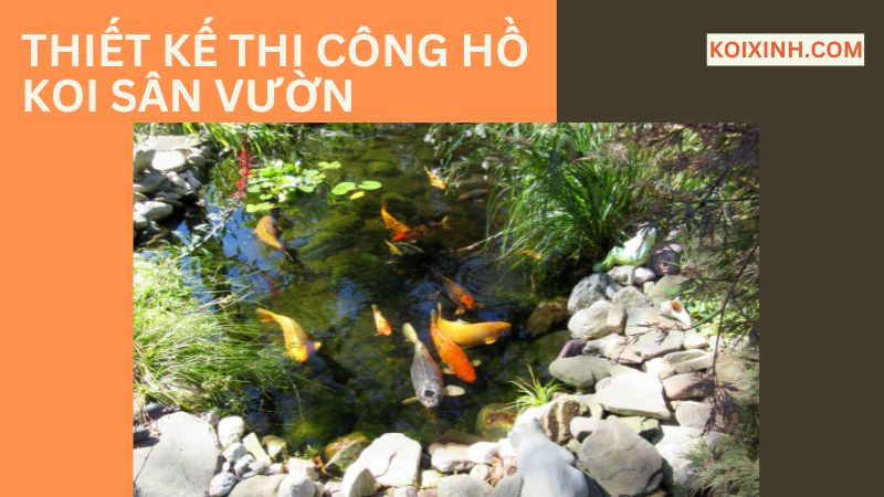 Thiết Kế Thi Công Hồ Koi Tiểu Cảnh Sân Vườn Thiết Kế Thi Công Hồ Koi Tiểu Cảnh Sân Vườn
