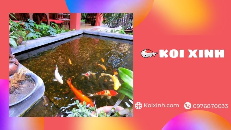 Thiết Kế, Thi Công Hồ Koi Tại Hải Dương đạt Chuẩn – Giá Rẻ, Bảo Hành Dài Hạn – Gọi 0976870033