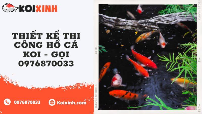 Thiết Kế Thi Công Hồ Cá Koi – Gọi 0976870033 Thiết Kế Thi Công Hồ Cá Koi – Gọi 0976870033