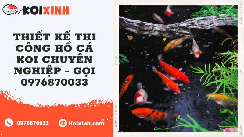 Thiết Kế Thi Công Hồ Cá Koi Chuyên Nghiệp – Gọi 0976870033 Thiết Kế Thi Công Hồ Cá Koi Chuyên Nghiệp – Gọi 0976870033