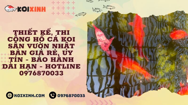 Thiết Kế, Thi Công Hồ Cá Koi Sân Vườn Nhật Bản Giá Rẻ, Uy Tín – Bảo Hành Dài Hạn – Hotline 0976870033 Thiết Kế, Thi Công Hồ Cá Koi Sân Vườn Nhật Bản Giá Rẻ, Uy Tín – Bảo Hành Dài Hạn – Hotline 0976870033