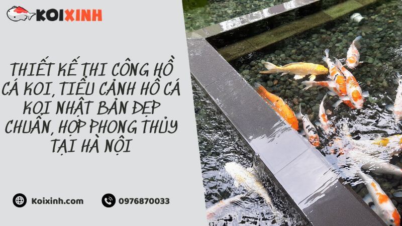 Thiết Kế Thi Công Hồ Cá Koi, Tiểu Cảnh Hồ Cá Koi Nhật Bản đẹp Chuẩn, Hợp Phong Thủy Tại Hà Nội Thiết Kế Thi Công Hồ Cá Koi, Tiểu Cảnh Hồ Cá Koi Nhật Bản đẹp Chuẩn, Hợp Phong Thủy Tại Hà Nội