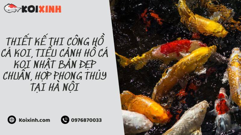 Thiết Kế Thi Công Hồ Cá Koi, Tiểu Cảnh Hồ Cá Koi Nhật Bản đẹp Chuẩn, Hợp Phong Thủy Tại Hà Nội Thiết Kế Thi Công Hồ Cá Koi, Tiểu Cảnh Hồ Cá Koi Nhật Bản đẹp Chuẩn, Hợp Phong Thủy Tại Hà Nội