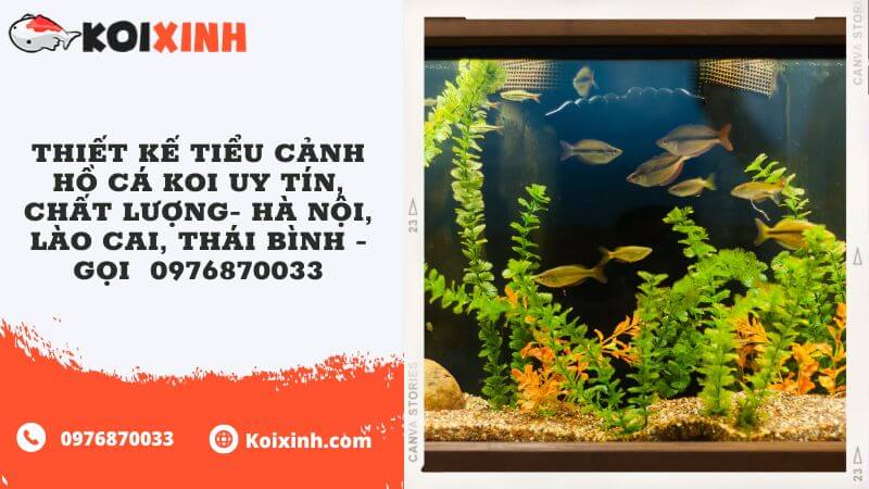 Thiết Kế Tiểu Cảnh Hồ Cá Koi Uy Tín, Chất Lượng- Hà Nội, Lào Cai, Thái Bình – Gọi  0976870033