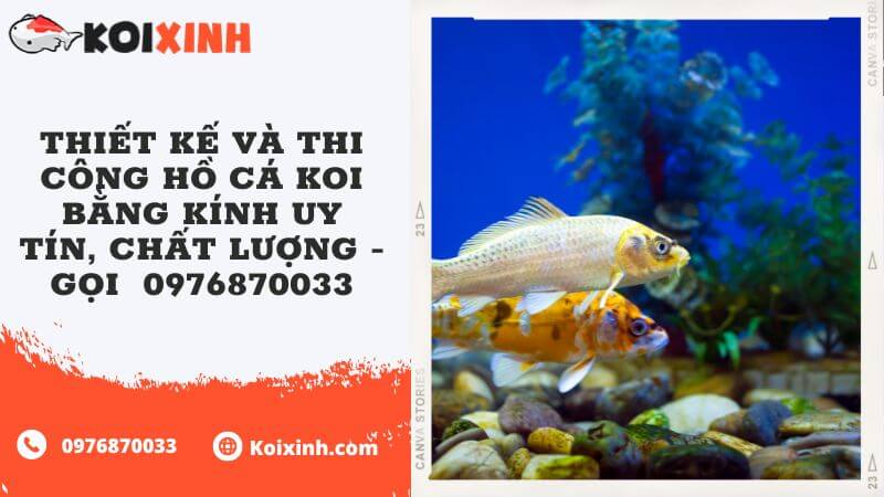 Thiết Kế Và Thi Công Hồ Cá Koi Bằng Kính Uy Tín, Chất Lượng – Gọi  0976870033