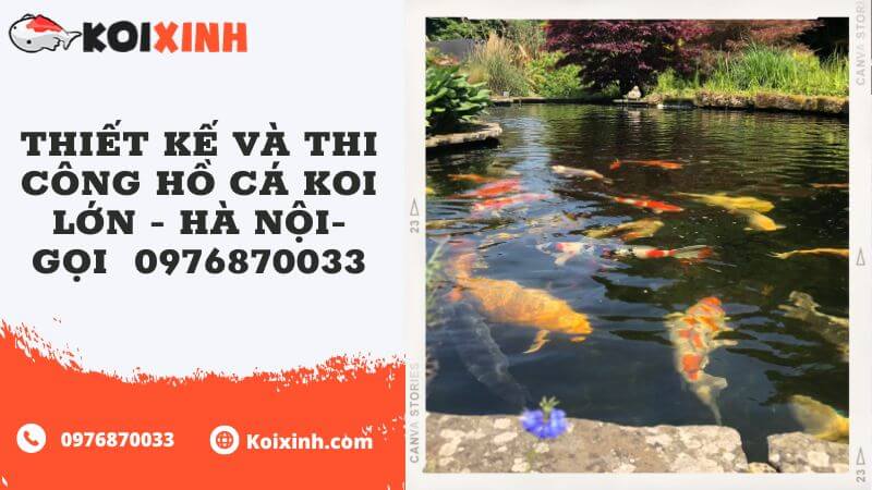 Thiết Kế Và Thi Công Hồ Cá Koi Lớn – Hà Nội- Gọi 0976870033 Thiết Kế Và Thi Công Hồ Cá Koi Lớn – Hà Nội- Gọi 0976870033