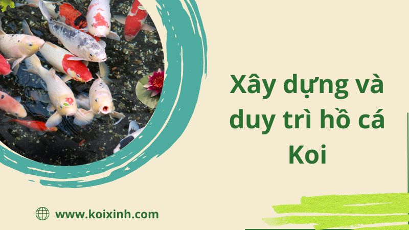Xây Dựng Và Duy Trì Một Hồ Cá Koi