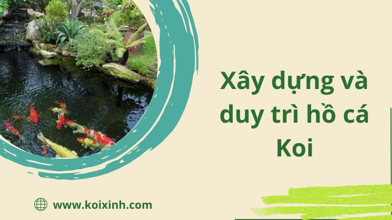 Xây dựng và duy trì một hồ cá Koi