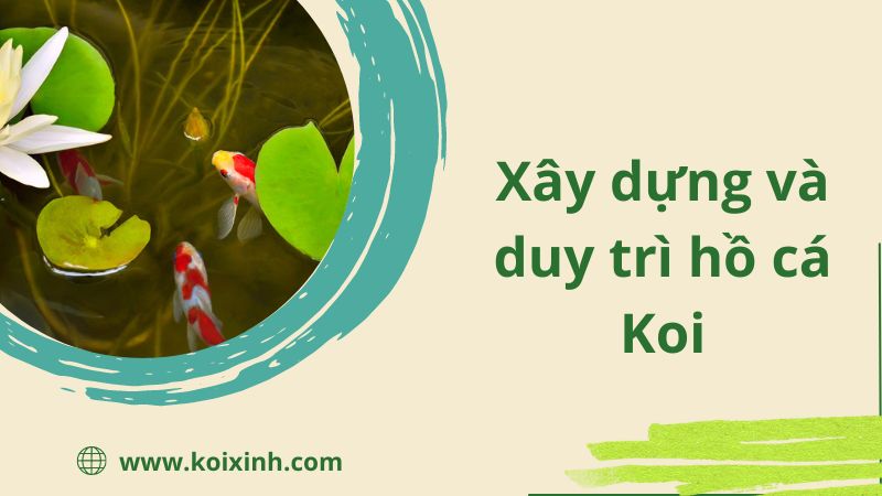 Xây dựng và duy trì một hồ cá Koi