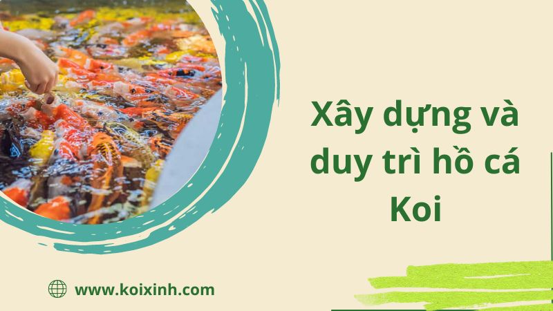 Xây Dựng Và Duy Trì Một Hồ Cá Koi