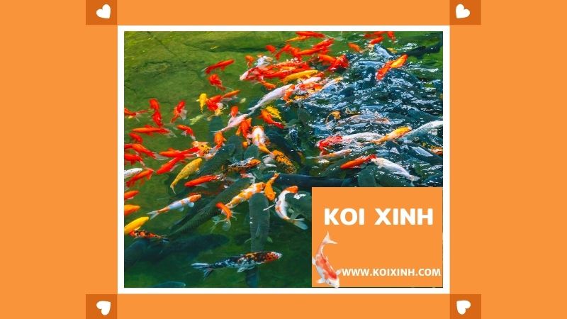 Xây Hồ Cá Koi Nhỏ đẹp – Đơn Vị Thi Công Thiết Kế Uy Tín Tại Hà Nội