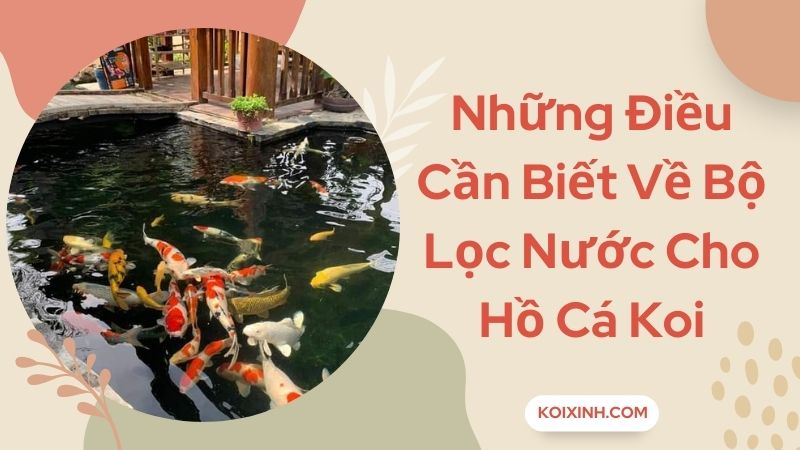 Những Điều Cần Biết Về Bộ Lọc Nước Cho Hồ Cá Koi