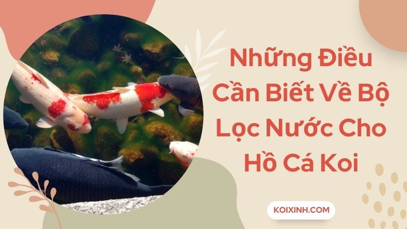 Những Điều Cần Biết Về Bộ Lọc Nước Cho Hồ Cá Koi