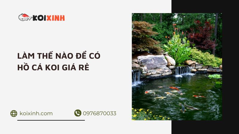 Làm Thế Nào để Có Hồ Cá Koi Giá Rẻ – Thiết Kế Hồ Cá Koi Uy Tín Tại Hà Nội
