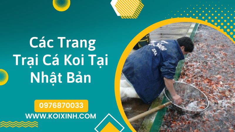 <strong>các Trại Cá Koi Nhật Bản(koi Farm Japan)<strong>