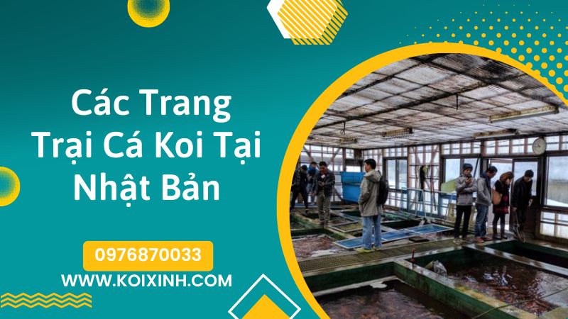 <strong>các Trại Cá Koi Nhật Bản(koi Farm Japan)<strong>